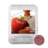 100 PCS Big Giant Strawberry Seeds, Rare Sweet Four-season Fruit and vegetable Seeds, New Packaging 