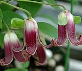 ☆ クレマチス 高野ハンショウヅル 4.5号サイズポット苗