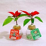 クリスマスに最適な植物　『セラハイト　ポインセチア』とタマビン容器　2個セット　【土なし　清潔　水やり簡単　セラハイト】