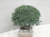 キンメツゲ 玉仕立て W:300mm 1本