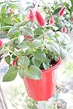 【観葉植物】【ラッピング代込】　キャットテール　4.5寸鉢　【送料込】
