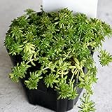 セダム・モリムラマンネングサ 3号ポット苗 4個セット【品種で選べる多肉植物・グランドカバー苗/4個セット】学名：Sedum/ベンケイソウ科セダム属 多年草/別名：森村万年草、モリムラマンネンソウ/原産地：日本●セダムはグランドカバーにも使われるくらい丈夫で、繁殖力も旺盛な多肉植物です。這い性タイプで、グリーンの小葉が群生しているのが特徴です。生育旺盛で、夏も元気で、初夏には黄色い花を咲かせます。【※商品の特性上、背丈・形・大きさ等、植物には個体差がありますが、同規格のものを送らせて頂いております。また、植物ですので多少の枯れ込みやキズ等がある場合もございます】