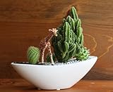 サボテン/カクタス寄植えサファリ（子供キリン）器カラー：ホワイト