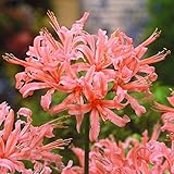 国華園　夏植え球根 ネリネ (ダイヤモンドリリー) サーモン花 1球【※発送が国華園からの場合のみ正規品です】