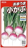 サカタのタネ 実咲野菜5403 あまうま小かぶ あやめ雪 00925403