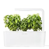 Click & Grow Indoor Smart Herb Garden with 3 Basil Cartridges, White Lid [並行輸入品]