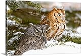 ジョン・ピッチャープレミアムシックラップキャンバス壁アート印刷題名2つScreech Owls 48" x 32" 1418499_24_48x32_none