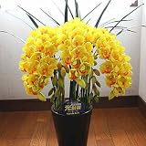 【アートフラワー】 シンピジューム 黄色5本立ち（蕾を含む） 花の大きなMサイズ 本物そっくりな造花 空気を浄化してくれる光触媒加工