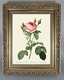 BiblioArt Series　P.J.ルドゥーテ 「ロサ・ムスコサ・ムルティプレックス」 金縁額装品