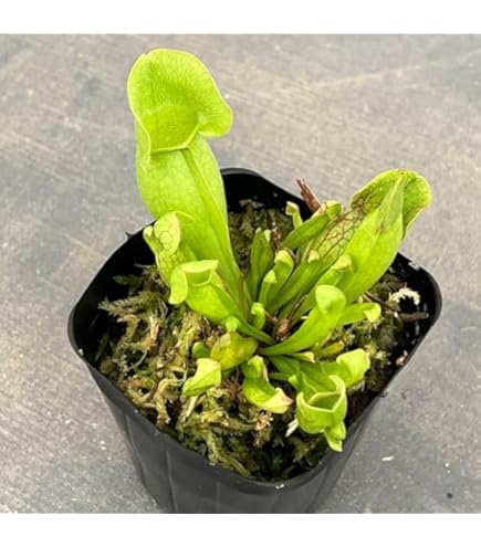 Amazon.co.jp: Cephalotus follicularis Eden Black Cedric