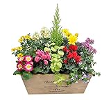 季節の寄せ植え　ウッドポット　杉ナチュラル（長方形・大）