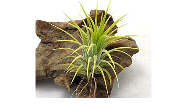 Amazon エアープランツ チランジア イオナンタドュルイド サイズ7 8ｃｍ前後 エアプランツ 観葉植物 オンライン通販