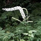 【山野草】サラシナショウマ