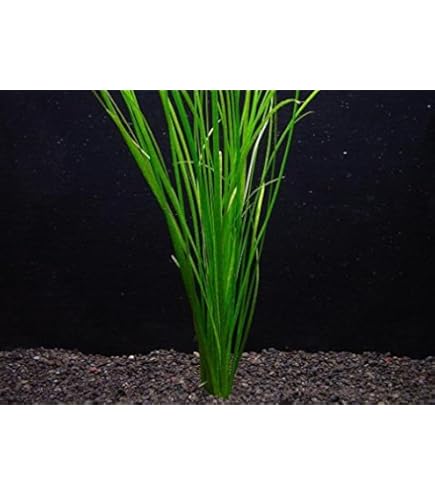 Amazon.co.jp: （水草）バリスネリア ナナ（無農薬）（5株） : ペット用品