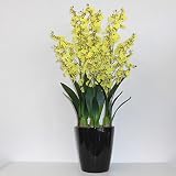 オンシジューム 光触媒 造花 鉢植え アートフラワー (黄色 (黒鉢))