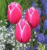 チューリップ　メリープリンス（新潟２号）　５球入