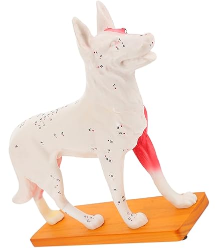 Amazon.co.jp: KICHOUSE 犬の鍼 モデル 製 経表示 学習用 解剖モデル