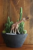 サボテン/カクタス寄植えサファリ（キリン）器カラー：ブラック