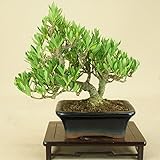 いよじ園 （）細葉実成クチナシ -清誉- 小品盆栽 （いよじ園）