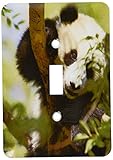 3drose LLC lsp _ 88551 _ 1 Giant Panda Bear , Research駅、サンディエゴ動物園Cam us05 mpr0038 m Maresa Pryor Sin