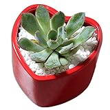 Outflower　植木鉢　陶器　ポリクローム盆栽　傾斜口ハート形植木鉢　家庭装飾用品　人気　多肉植物盆栽　園芸用品　単品　プレゼント