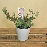 山野草 観葉植物 多肉植物:越中ミセバヤ(白)*プラポット