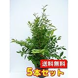 【ノーブランド品】ヒサカキ樹高0.4m前後15cmポット【5本セット】