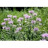 Amazon フェスツカ グラウカ ブルーフェスキュー の種 100粒 種