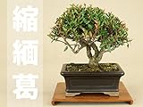 いよじ園 【】 チリメンカズラ / 縮緬葛 （小品盆栽）（いよじ園 伊予路園） ▼商品番号をご選択ください,7