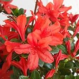 ツツジ：本霧島ツツジ5号ポット5株セット [燃えるような緋紅色] ノーブランド品