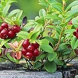 クランベリー4.5号鉢【品種で選べる果樹苗/1個売り】学名：Vaccinium microcarpum/別名：大実ツルコケモモ/ツツジ科スノキ属/耐寒性常緑低木/自家結実性あり●常緑の低木で、高さは10～20cmほどで、地面に這うように茂ります。春にピンクの小さな花が咲き、秋に丸い果実を実らせます。【※商品の特性上、背丈・形・大きさ等、植物には個体差がありますが、同規格のものを送らせて頂いております。また、植物ですので多少の枯れ込みやキズ等がある場合もございます】