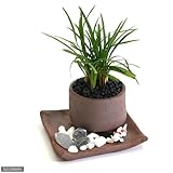 （山野草／盆栽）リュウノヒゲ　おまかせ益子焼鉢植え　丸型　小（１鉢）（受け皿付き）