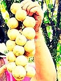ウロンゴング Thai Lansium parasiticum 5 Seeds ThailandMrk