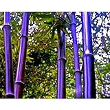 レアパープル竹の種子装飾ガーデンラッキーバンブーガーデン植物の種子 - 10個入り/ロット