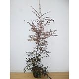 【5本セット】 トキワマンサク（赤葉赤花） 樹高1.0m前後 18cmポット 常盤満作 ときわまんさく 生垣用 苗木 植木 苗 庭木 生け垣