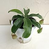 食虫植物：ネペンテス　フーケリアナ5号鉢植え[小さめの捕虫葉をもつ珍しい品種] ノーブランド品