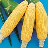 【メール便配送】　国華園　野菜たね　トウモロコシ　F1恵味ゴールド　1袋(30ml)【※発送が国華園からの場合のみ正規品です】