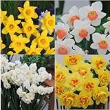 スイセン　人気セット　１２球入