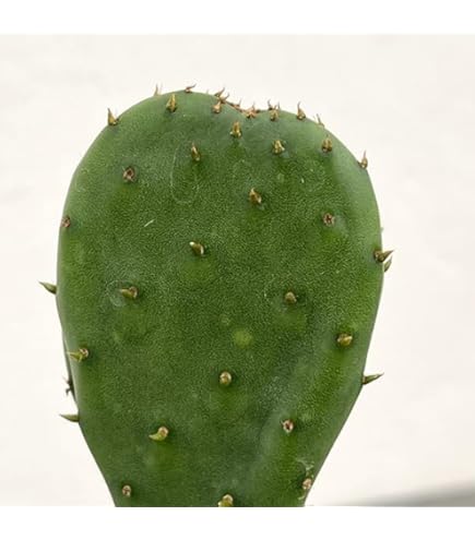 Amazon｜opuntia violacea var. santa rita オプンチア サボテン