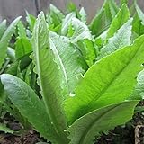 100本グリーンアスパラガスレタス種子野菜ガーデンビエンナーレハーブ植物