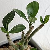 アデニウム3.5号ポット[コーデックス・塊根植物] ノーブランド品