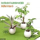 (観葉)私のオアシス ～心おどるたまごチビ～ ミニ観葉(3鉢)(作成セット) 本州・四国限定[生体]