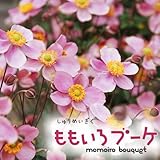 シュウメイギク（秋明菊）：ももいろブーケ3.5号ポット2株セット ノーブランド品