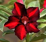 アデニウム アラビカム オベスム 砂漠のバラ塊根植物 Adenium obesum Desert Roses no.4 Ares