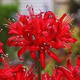 国華園　夏植え球根 ネリネ (ダイヤモンドリリー) 赤花 1球【※発送が国華園からの場合のみ正規品です】