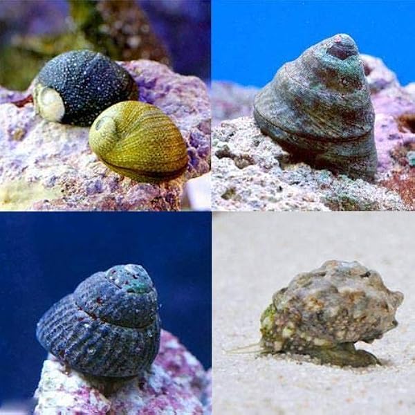 Amazon 海水魚 貝 おまかせクリーナースネール １０匹 北海道 九州航空便要保温 Charm チャーム 観賞魚 水中生物 通販