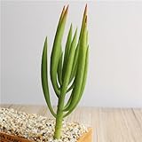 Lorny(TM) ホット販売砂漠キャベツシミュレーション多肉植物人工植物DIYホームの庭の装飾フラワーアレンジメント花E2