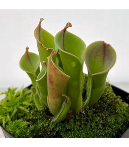 Amazon｜[観葉植物フェア]ヘリアンフォラ 3号ポット[食虫植物