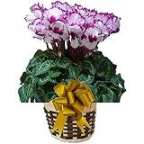 【予約】　さかもと園芸　達人のシクラメン　【 ヴィクトリアバイオレット 】　花鉢植え　ギフト　プレゼント　贈答品　クリスマス　お歳暮