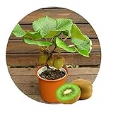 free ship Thailand Mini Kiwi Fruit 1seeds (40 Seeds) Bonsai Plants, Delicious Kiwi Small Fruit Trees